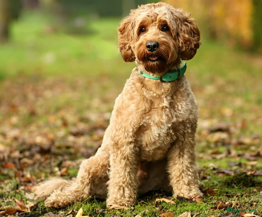 Labradoodle honden te koop: Prachtig nestje F4 medium labradoodles - Advertentie 8