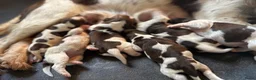 Engelse Springer Spaniel honden te koop: Engelse Springer Spaniël pups - Advertentie 5