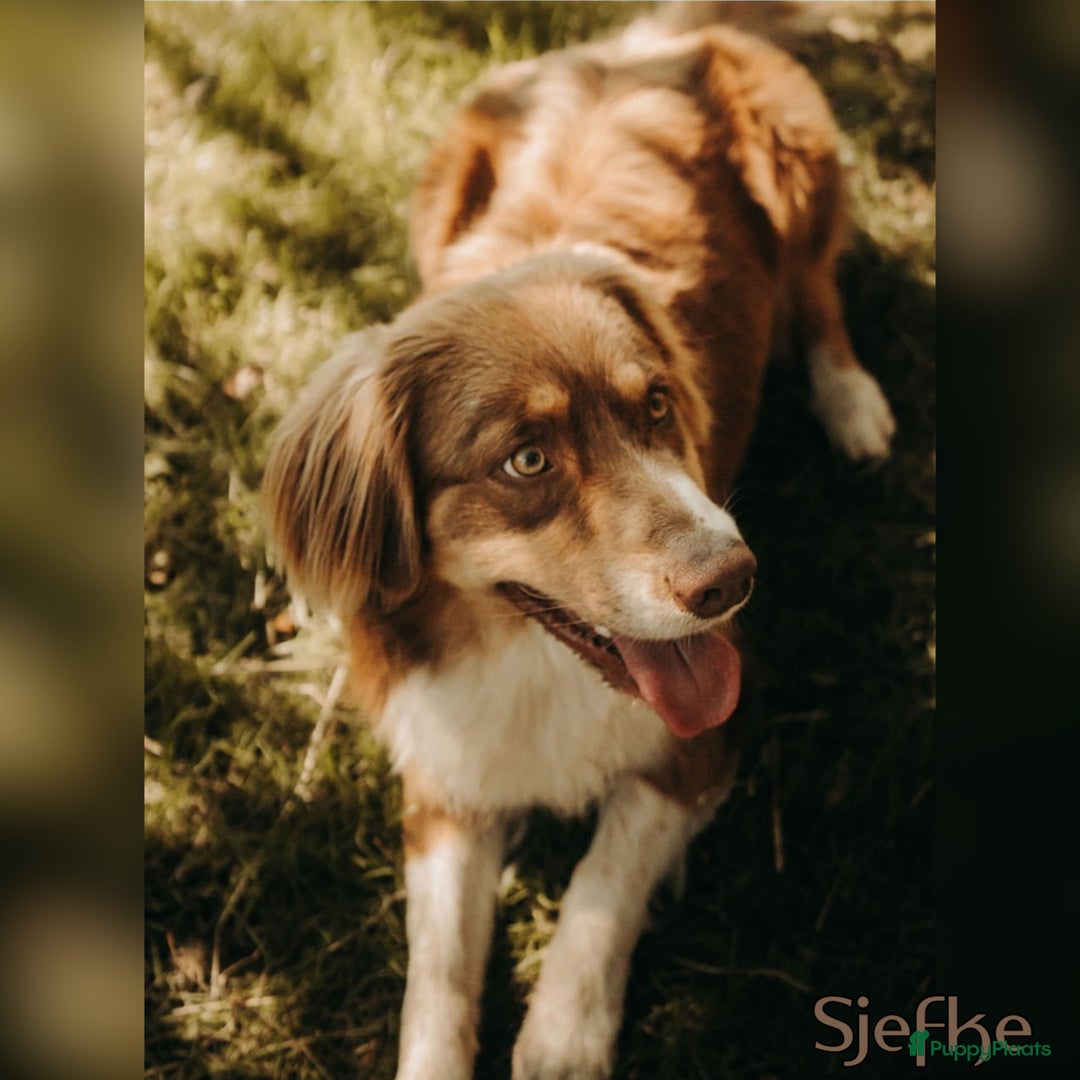 Australian Shepherd honden te koop: Prachtig nestje raszuivere Australian Shepherds - Advertentie 3