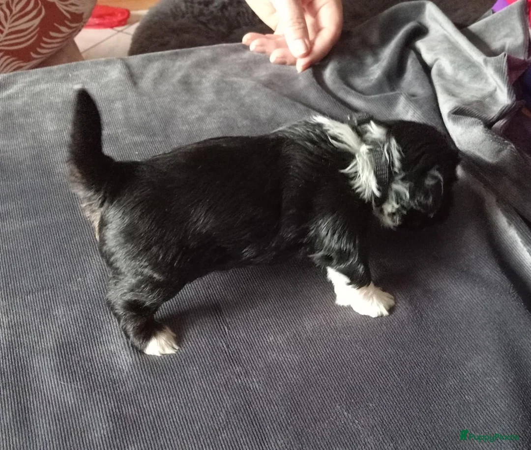Kruising honden te koop: Boomer Maltezer x Shih Tzu  - Advertentie 2
