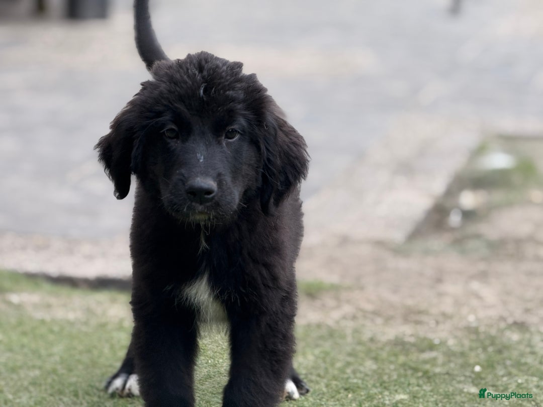 Kruising honden te koop: Newfoundlander Kruising pups  - Afbeelding 12