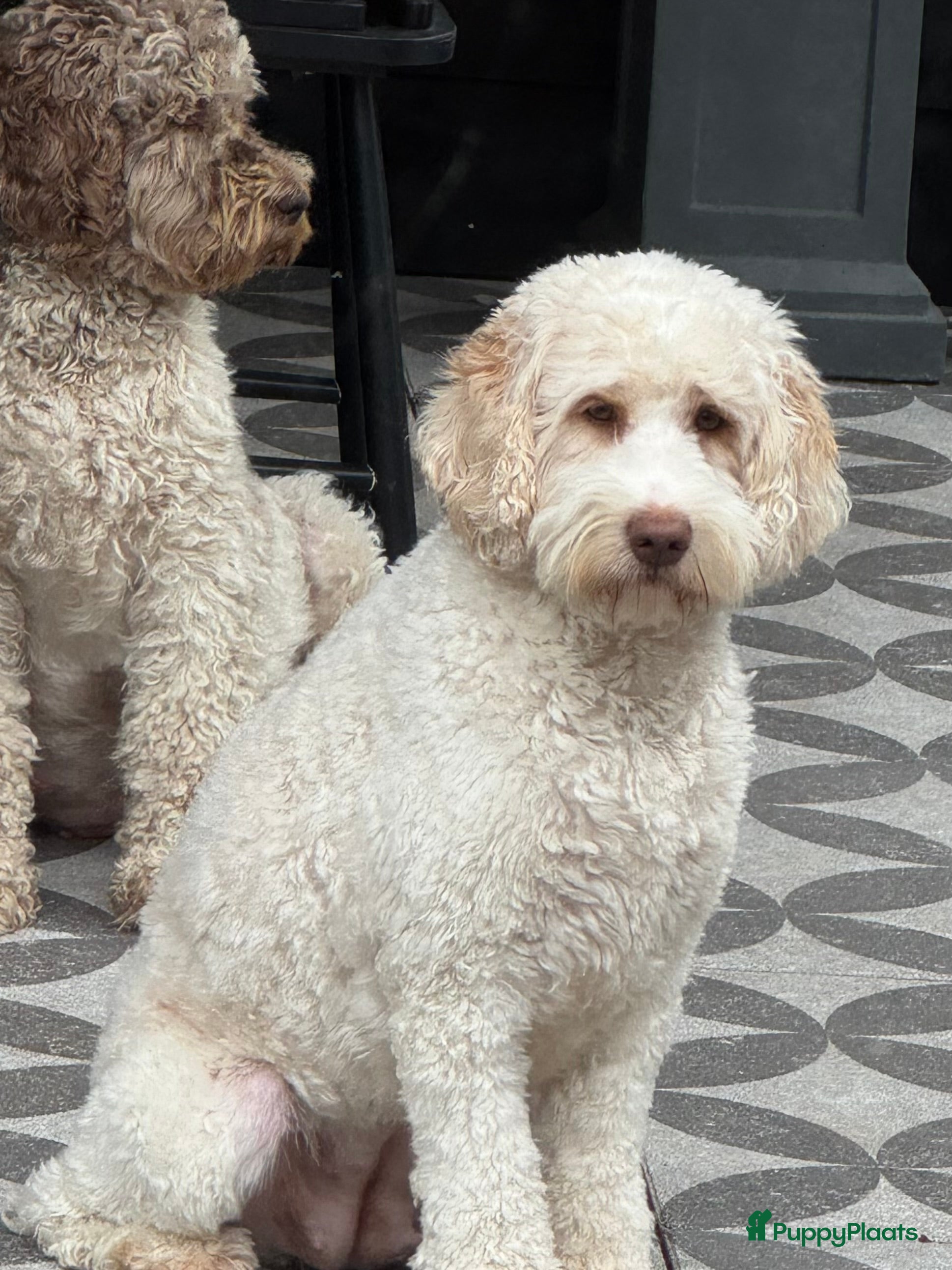 Australian Labradoodle honden Australian labradoodles met afstammingsbewijs! - Advertentie 4