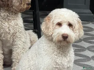 Australian Labradoodle honden Australian labradoodles met afstammingsbewijs! - Advertentie 4