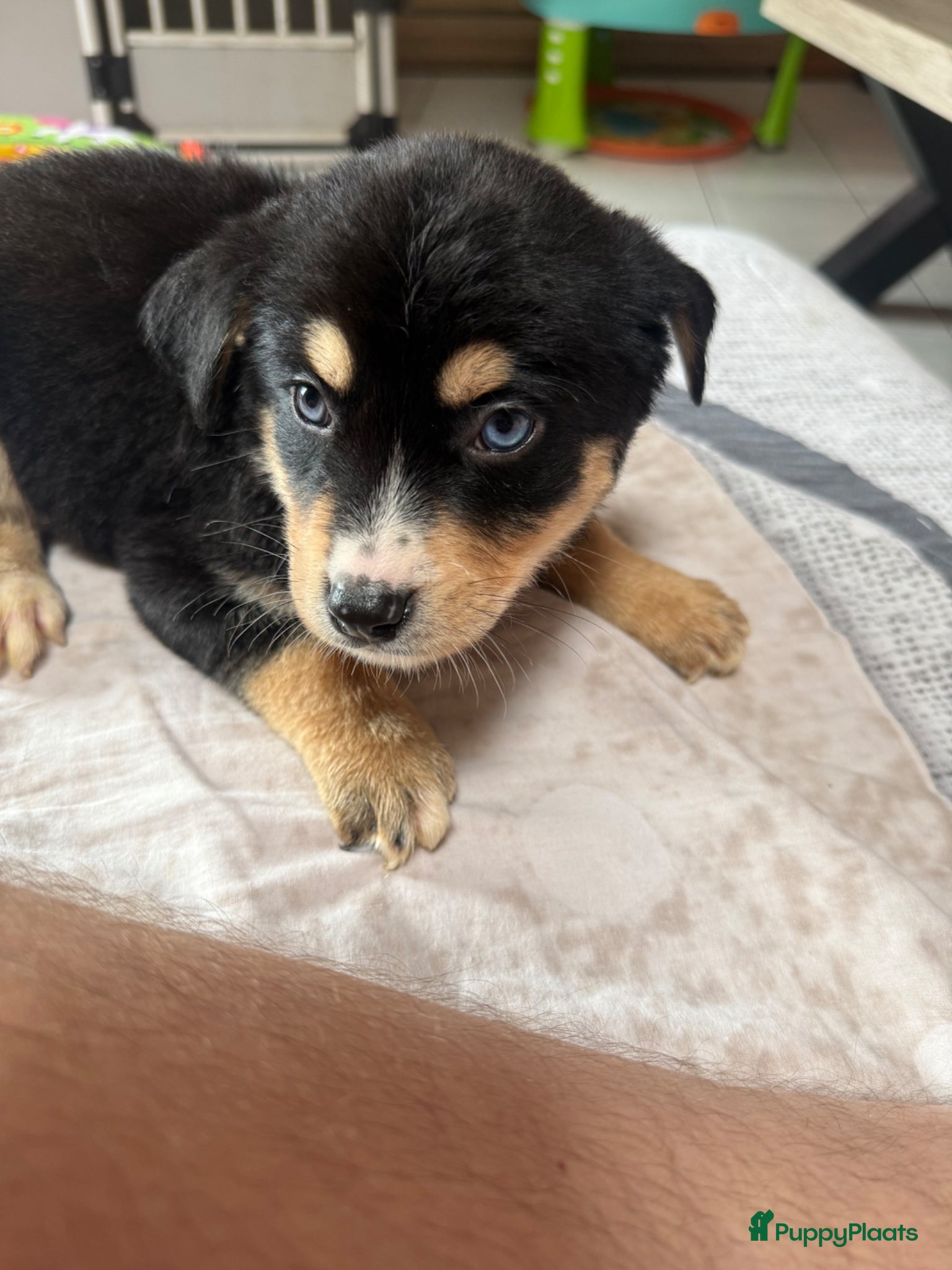 Kruising honden Terug beschikbaar wegens omstandigheden nieuwgezin - Advertentie 3