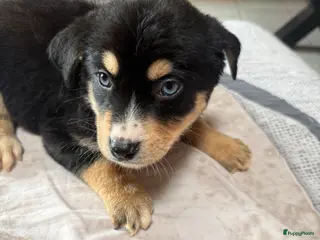 Kruising honden Terug beschikbaar wegens omstandigheden nieuwgezin - Advertentie 3