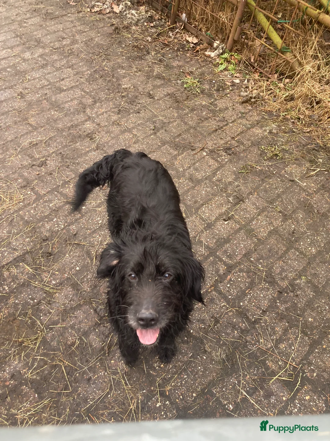 Kruising honden te koop: Bijzonder pups:schapendoesXgoldenretrieverXstabij - Advertentie 2