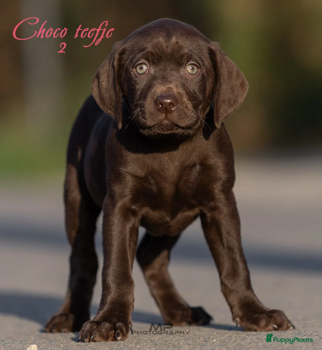 Kruising honden te koop: Prachtige labrador X vizsla pups  - Advertentie 11