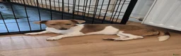 Jack Russel Terriër honden te koop: 3 mooie laagbenige Jack Russell merle meisjes - Advertentie 2