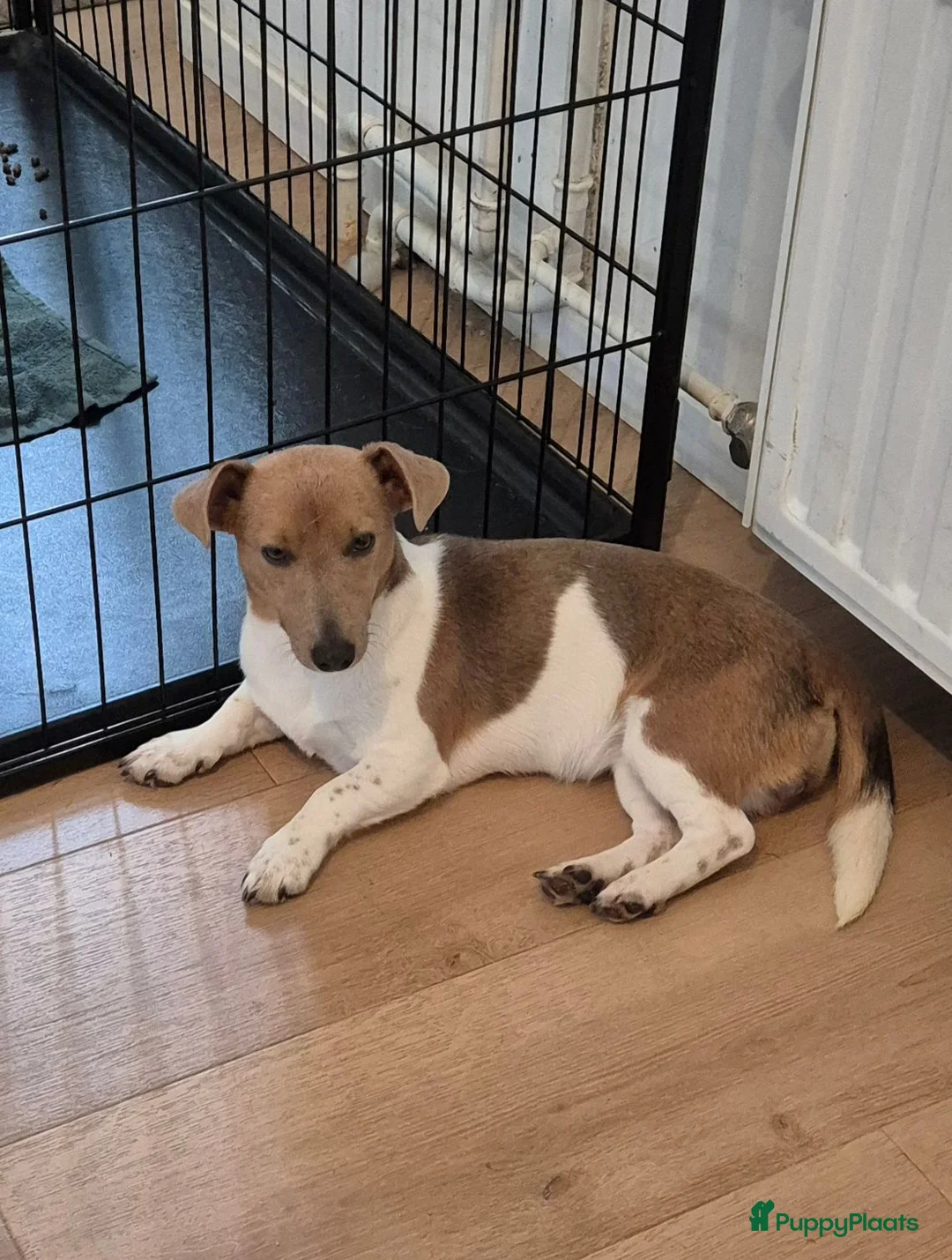 Jack Russel Terriër honden te koop: 3 mooie laagbenige Jack Russell merle meisjes - Advertentie 2