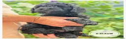 Goldendoodle honden te koop: Goldendoodle pups medium - Advertentie 7