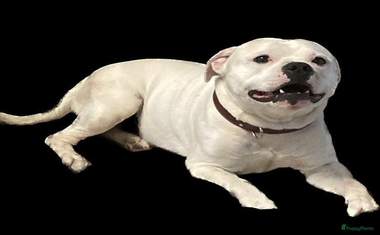 Engelse Stafford honden - Advertentie 1