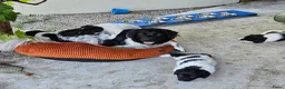 Friese Stabij honden te koop: Prachtige Friese Stabij pups (teefjes) in Readtsjerk - Advertentie 10