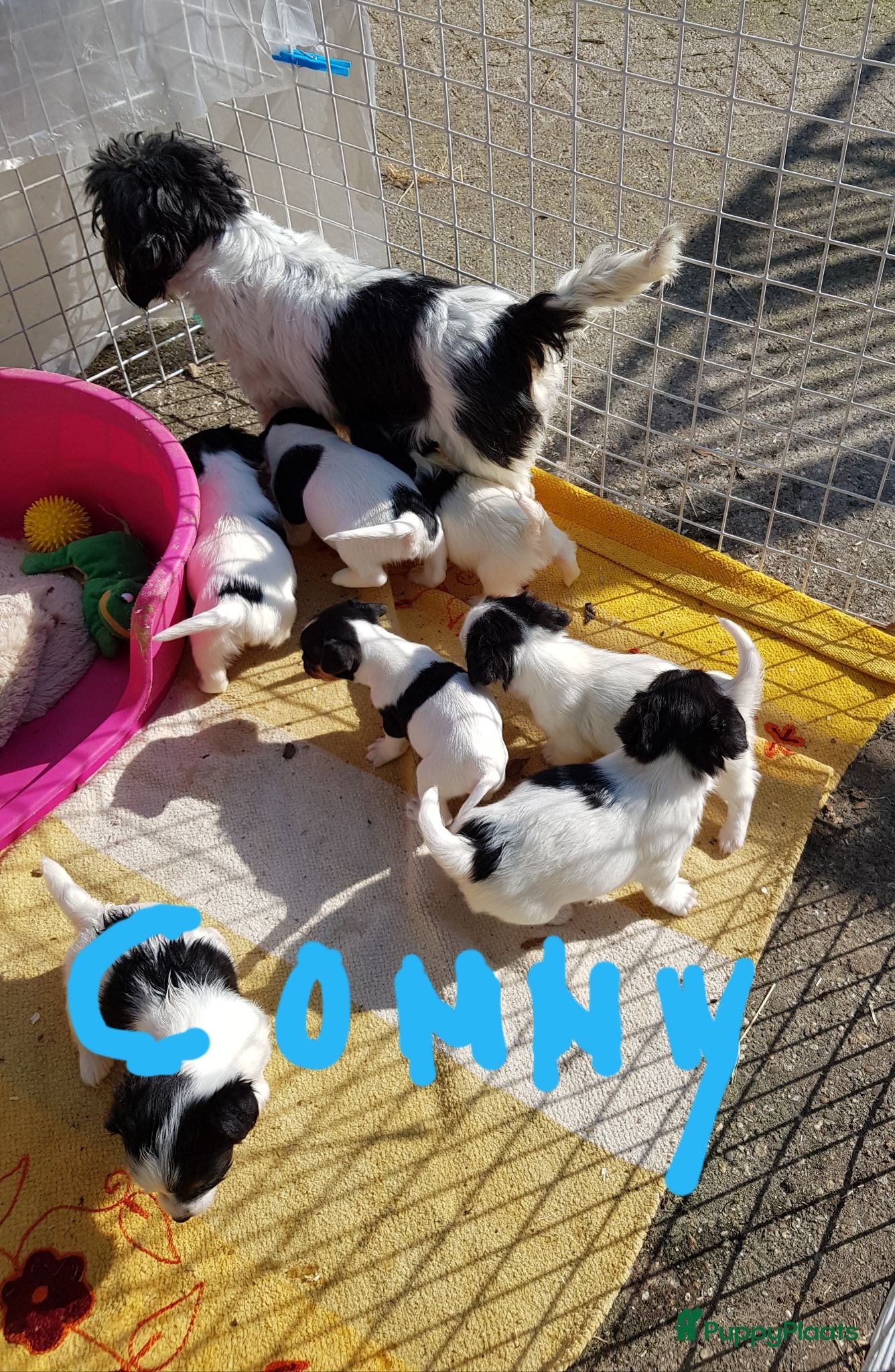 Jack Russel Terriër honden Zuiver gefokte JACK RUSSELTJES ruw + Broken + glad - Advertentie 1