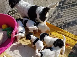 Jack Russel Terriër honden Zuiver gefokte JACK RUSSELTJES ruw + Broken + glad - Advertentie 4