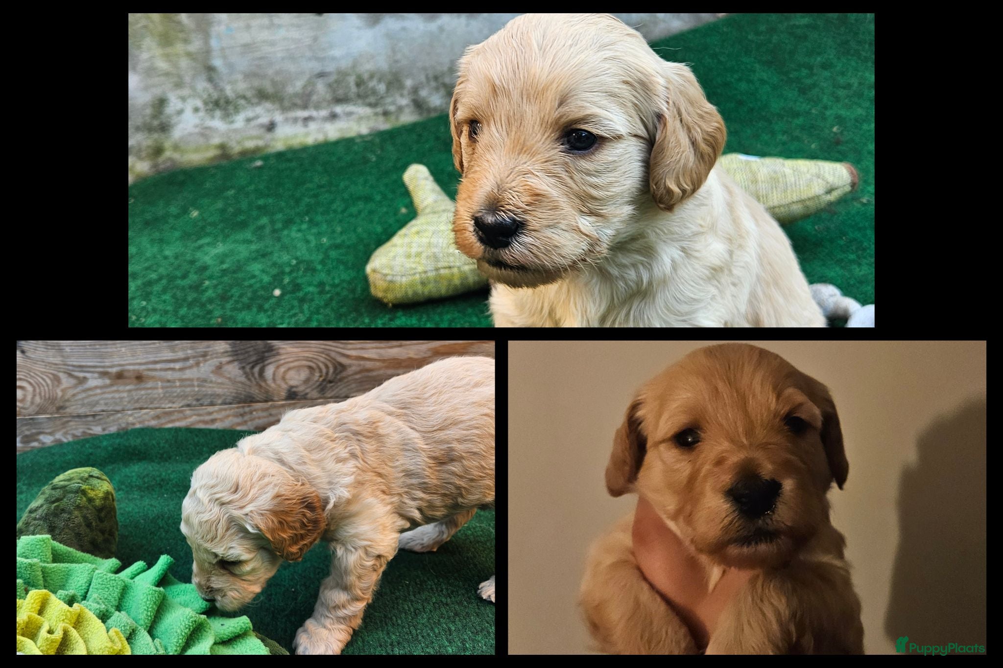 Kruising honden Prachtige mini doodle pups - Advertentie 8