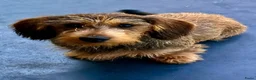 Ruwhaar Teckel honden te koop: Prachtige stamboom ruwhaar dwergteckel pups - Advertentie 13