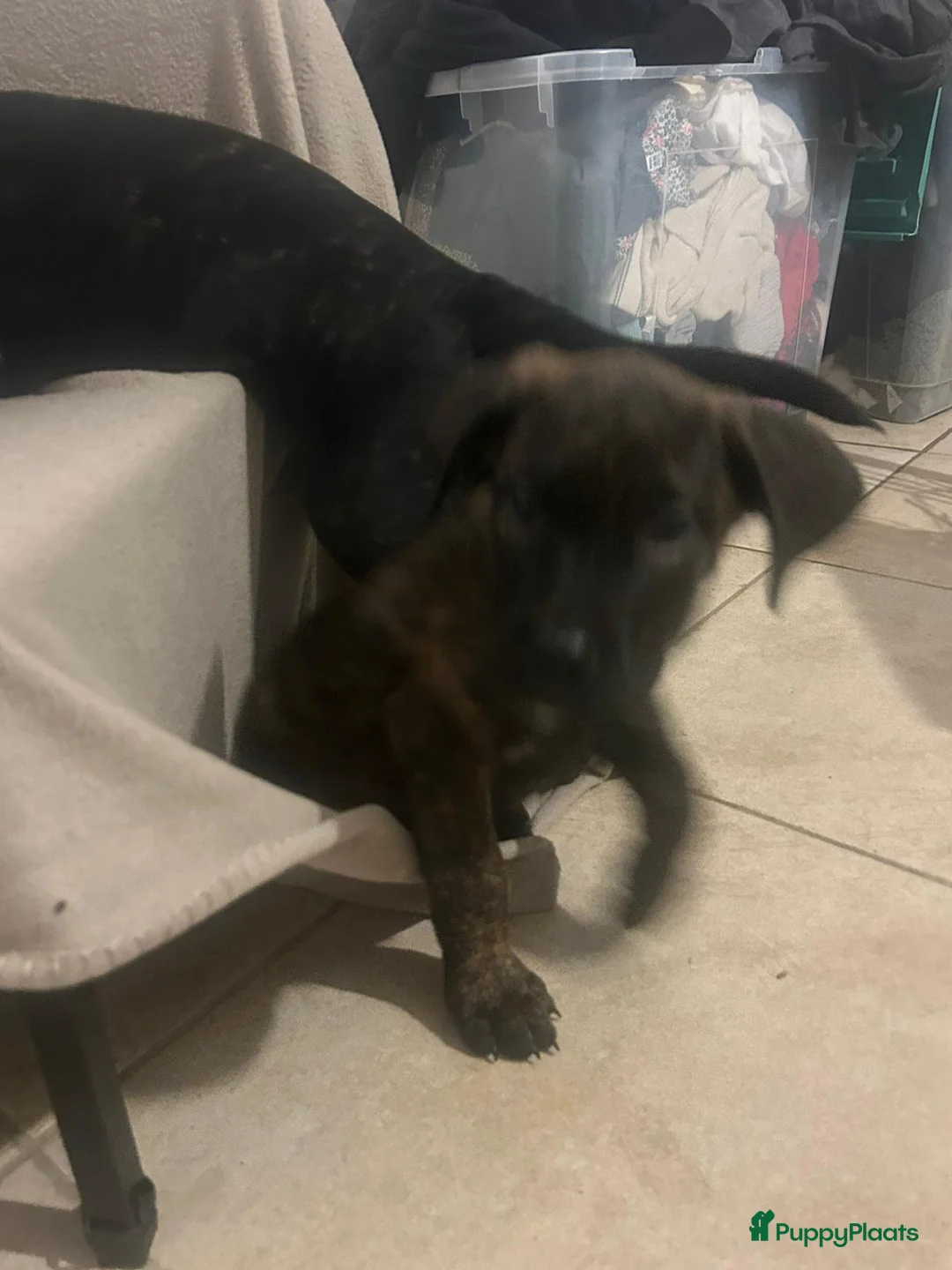 Kruising honden te koop: Fila nrasileiro/pressa de canario - Advertentie 5