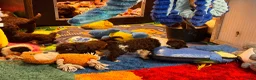 Spaanse Waterhond honden te koop: Spaanse Waterhond pups - Advertentie 16