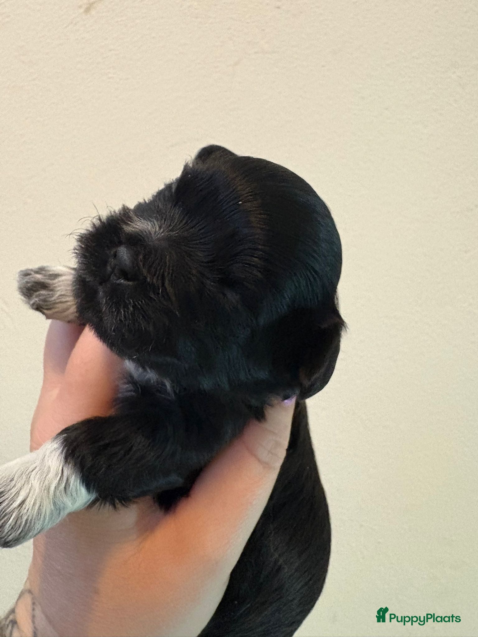 Kruising honden Mooie shitzuboomer - Advertentie 2