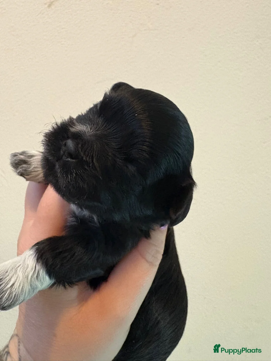 Kruising honden te koop: Mooie shitzuboomer - Advertentie 2