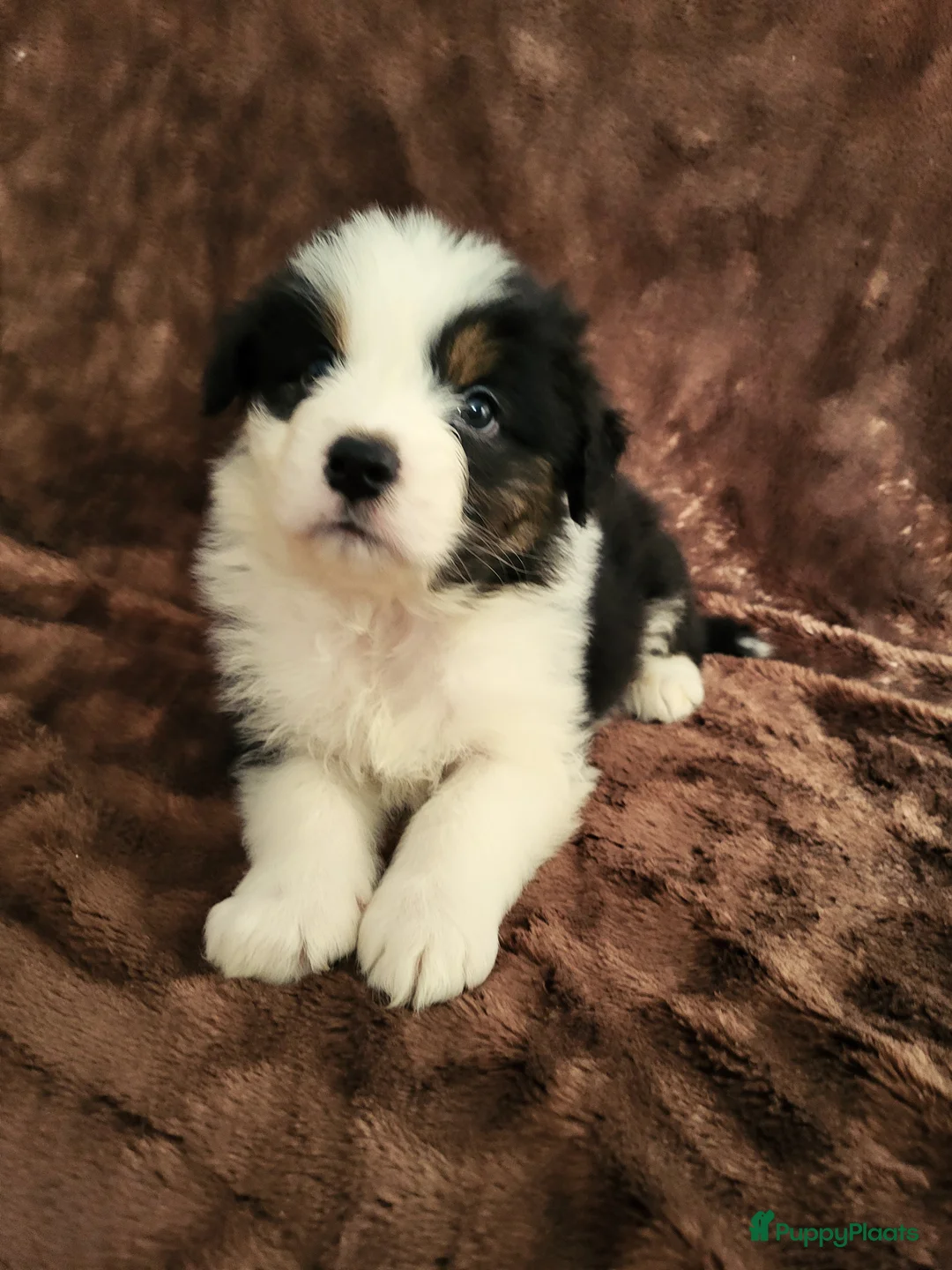 Australian Shepherd honden te koop: Australian Shepherd ouders FCI Stamboom - Advertentie 1