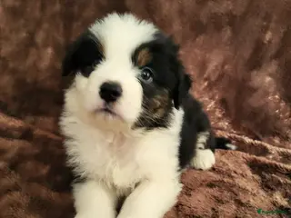 Australian Shepherd honden Australian Shepherd ouders FCI Stamboom - Advertentie 18