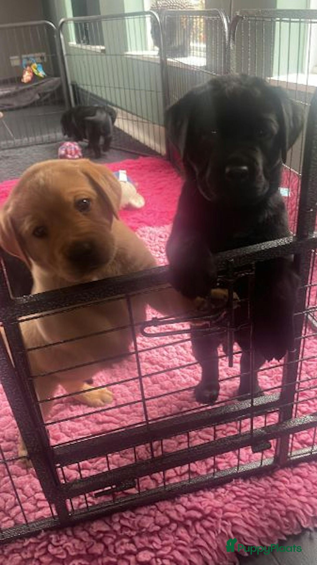 Labrador Retriever honden te koop: NEST AANKONDIGING LABRADOR PUPS - Advertentie 11