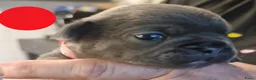 Franse Bulldog honden te koop: Fr bulldog puppy's met stamboom geteste ouders  - Advertentie 4