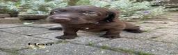 Labradoodle honden te koop: Prachtige chocoladebruine Labradoodle F1 pups  - Advertentie 6