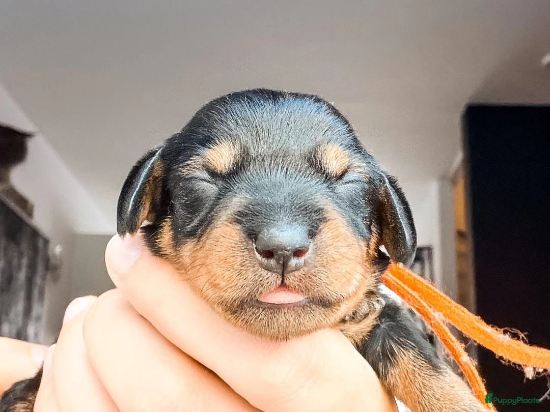 Ruwhaar Teckel honden te koop: Schattige Ruwharige Teckel pups (kaninchen/dwerg) - Advertentie 2