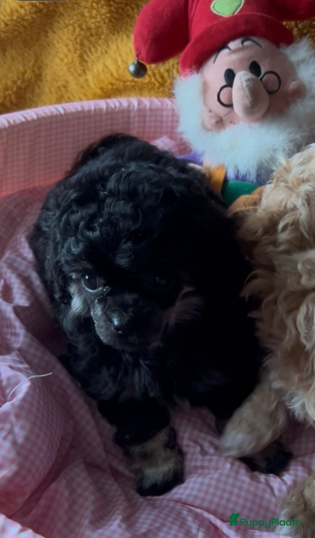 Poedel Toy honden te koop: Toy poedels  - Advertentie 11