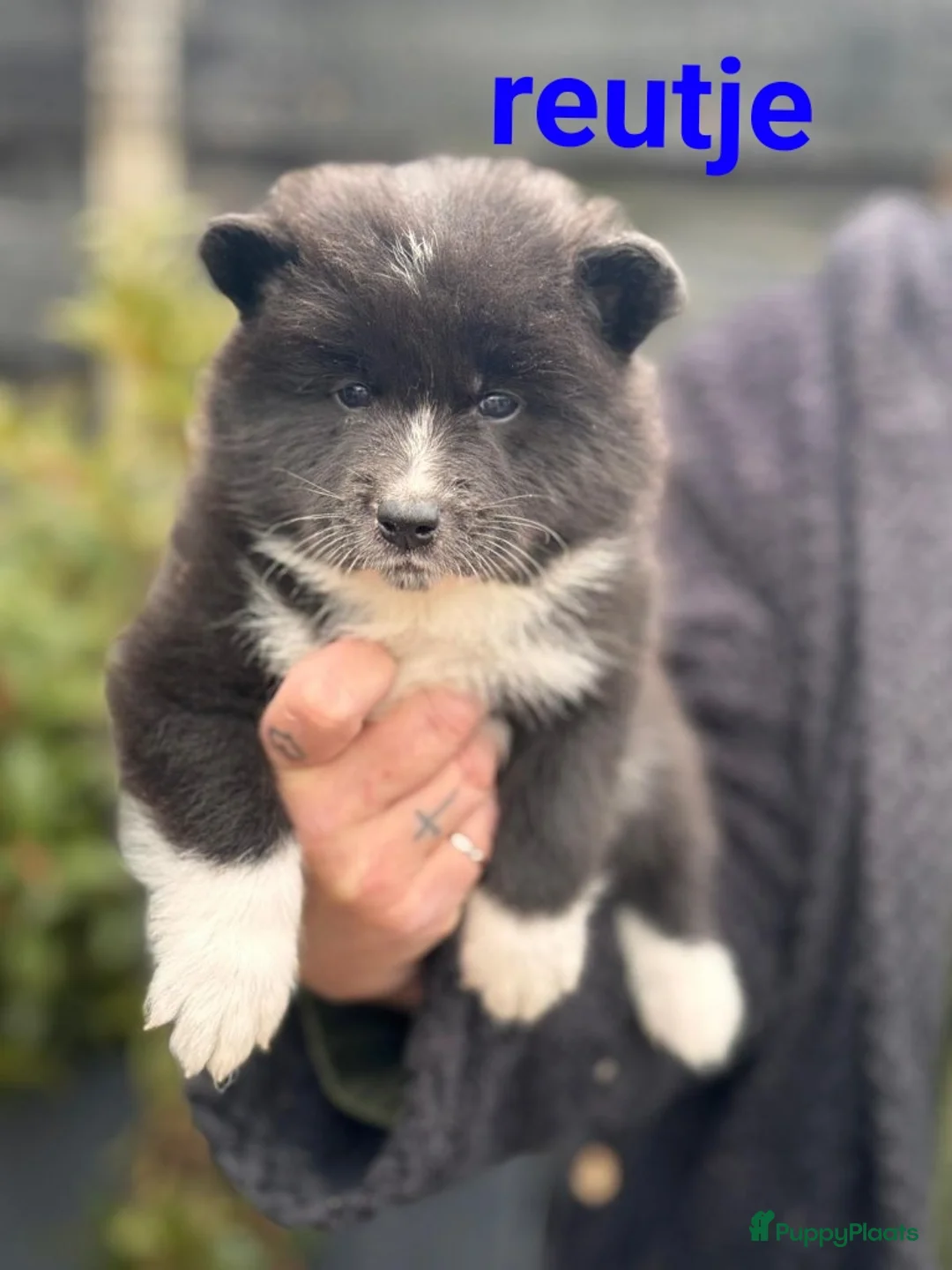 Kruising honden te koop: Pups samojeed j akita  - Advertentie 3