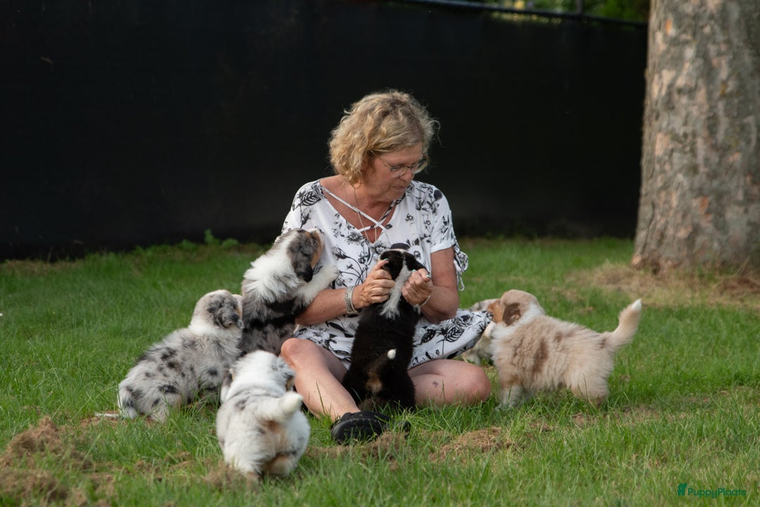 Australian Shepherd honden te koop: Australian Shepherd pupjes - Advertentie 1