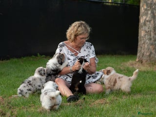 Australian Shepherd honden Australian Shepherd pupjes - Advertentie 5