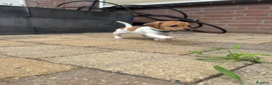 Jack Russel Terriër 2