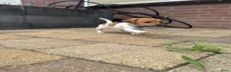 Jack Russel Terriër honden te koop: Jack Russell pups te koop - Advertentie 15
