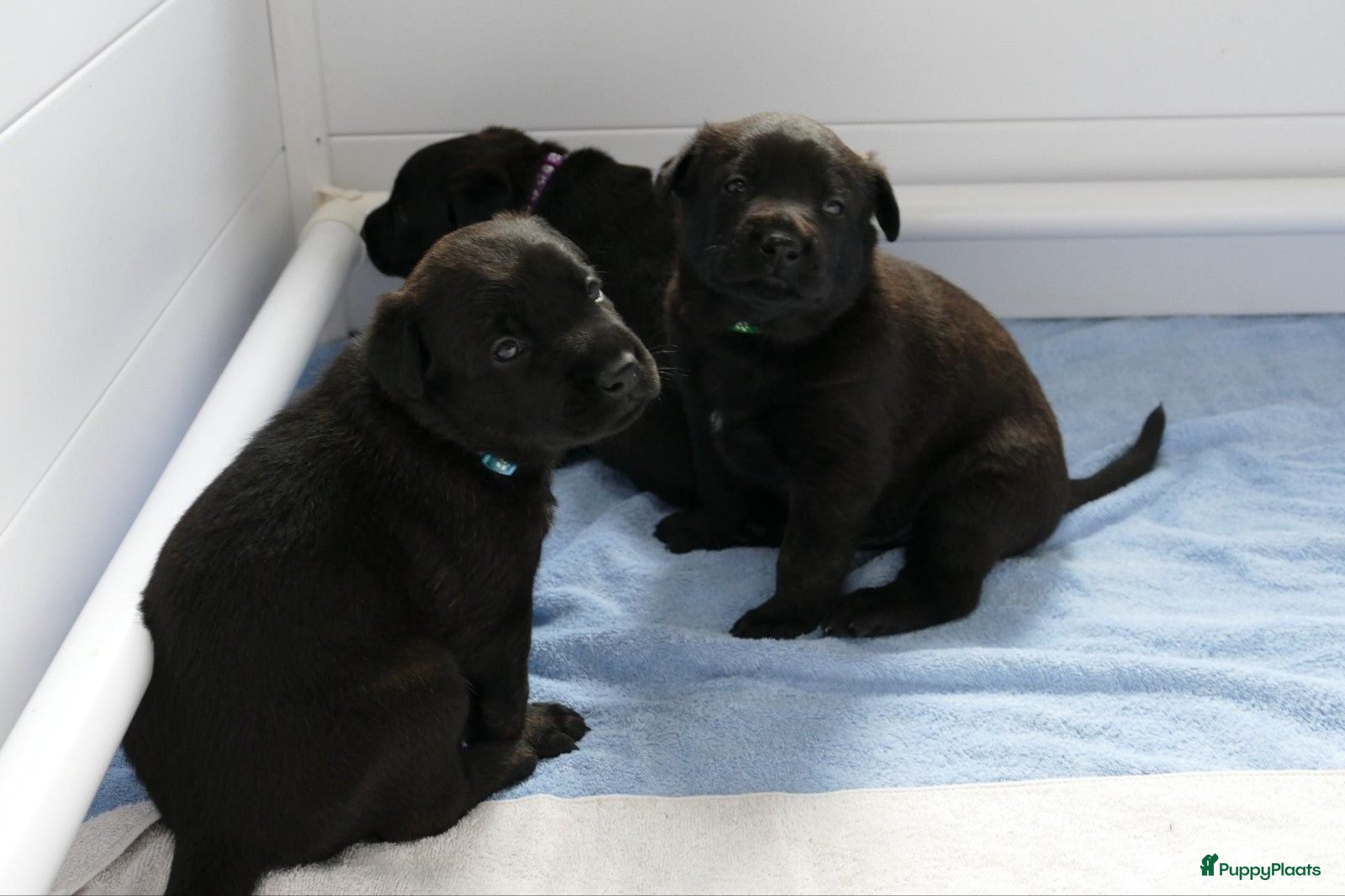 Hollandse Herder honden Te koop: Hollandse herderpups - Advertentie 1