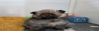 Pomeriaan Puppy 1