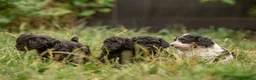 Kruising honden ter dekking: Uitgebreid geteste Boompoo dekreu  - Advertentie 17