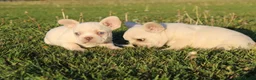Franse Bulldog honden te koop: Franse Bulldog pups België  - Advertentie 13