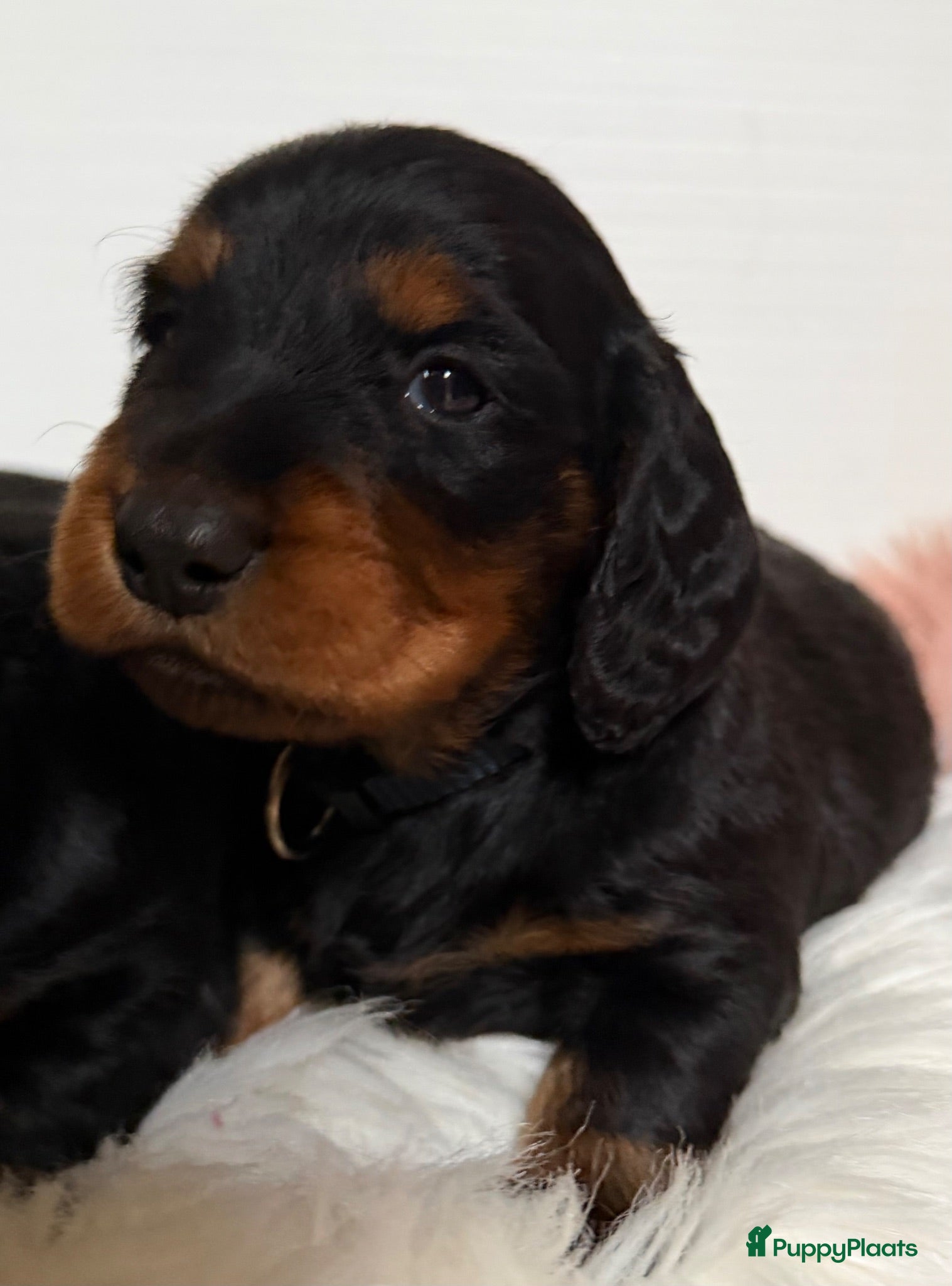 Teckel (langhaar) honden Teckel standaard langhaar met stamboom - Advertentie 2