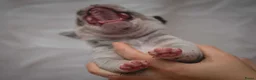 Amerikaanse Bully honden te koop: American Bully pocket pups verwacht geteste ouders - Advertentie 26