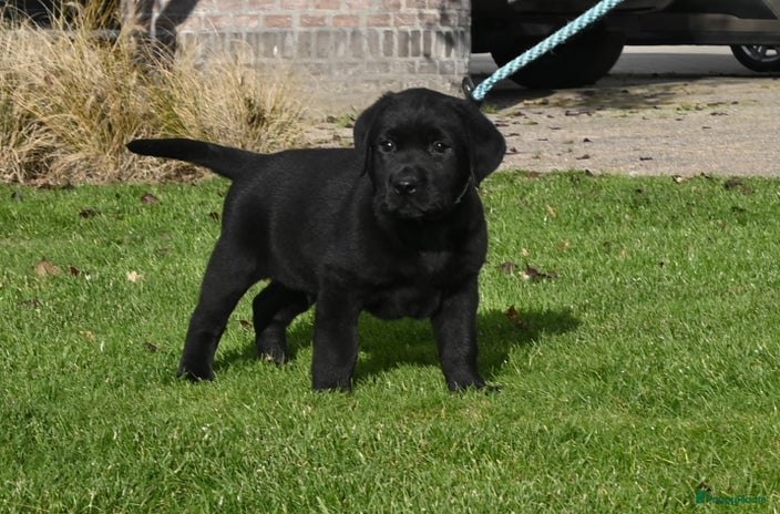 Labrador Retriever honden - Advertentie 1