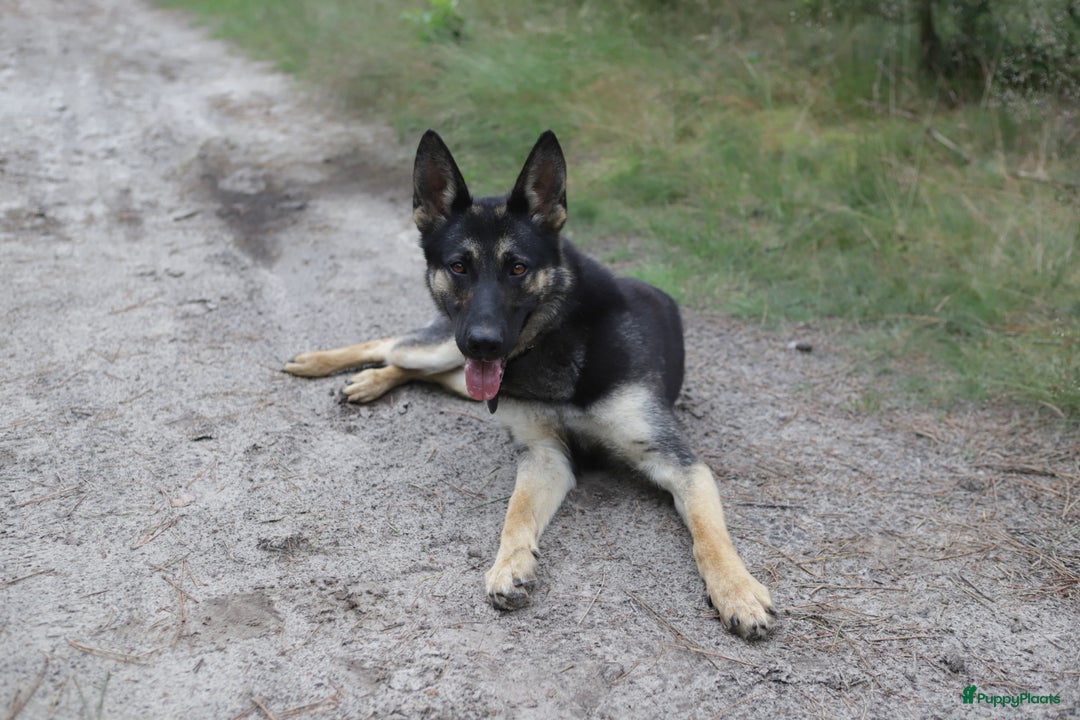 Duitse Herder honden te koop: Topkwaliteit Duitse Herder Pups - Advertentie 4