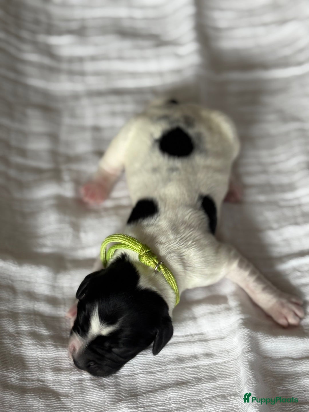 Friese Stabij honden te koop: Puppies Friese Stabij - Advertentie 5