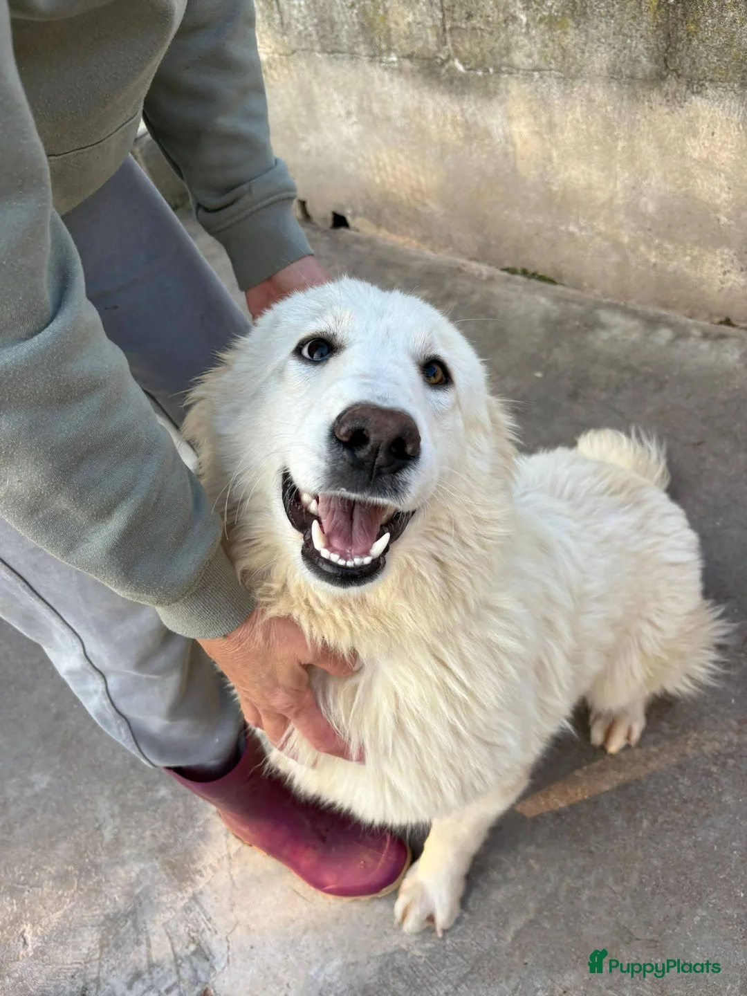 Berghond van de Maremmen en Abruzzen honden te koop: Dante italiaanse lieverd zoekt baasje - Advertentie 2