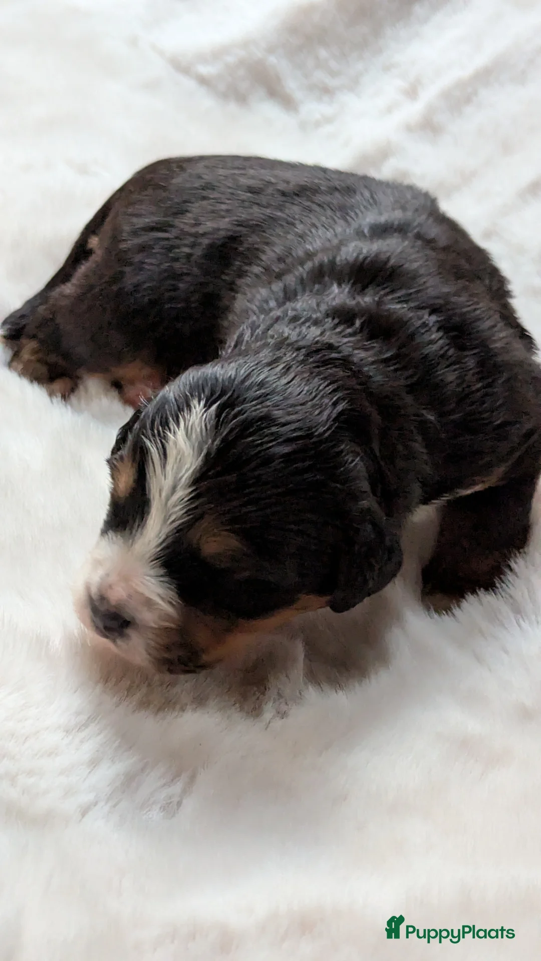 Berner Sennenhond honden te koop: Mooie Bernerpups - Advertentie 8