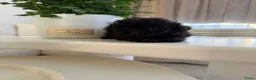Poedel Toy honden te koop: Toy pooedel teefjes  - Advertentie 6
