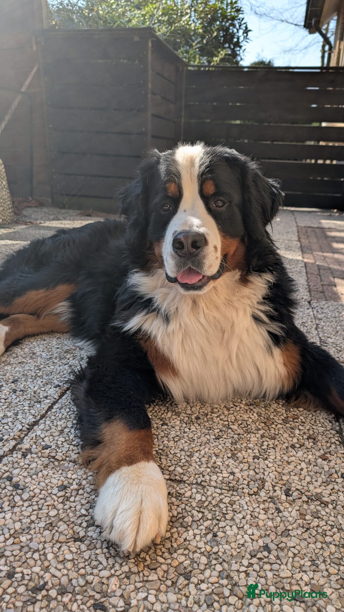 Bernedoodle honden te koop: Bernedoodle pups (Koningspoedel x Berner Sennen) in Nunspeet - Advertentie 2