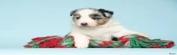 Australian Shepherd honden te koop: Australian Shepherd pups - Advertentie 8